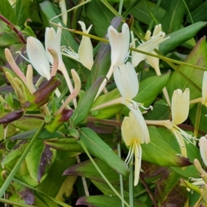 Lonicera japonica at O'Malley, ACT - 20 May 2023