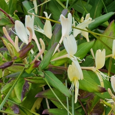 Lonicera japonica (Japanese Honeysuckle) at Mount Mugga Mugga - 20 May 2023 by Mike