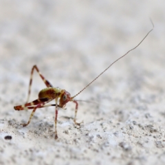 Caedicia simplex (Common Garden Katydid) at Florey, ACT - 13 May 2023 by KorinneM