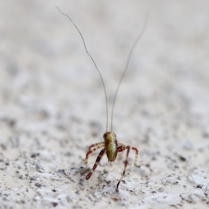 Caedicia simplex at Florey, ACT - 13 May 2023