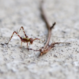 Caedicia simplex at Florey, ACT - 13 May 2023