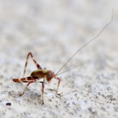 Caedicia simplex at Florey, ACT - 13 May 2023