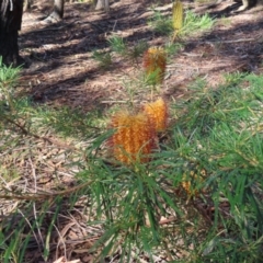 Banksia spinulosa var. spinulosa (Hairpin Banksia) at Budawang, NSW - 24 May 2023 by MatthewFrawley