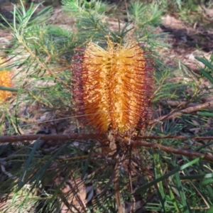 Banksia spinulosa var. spinulosa at Budawang, NSW - 24 May 2023