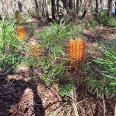 Banksia spinulosa var. spinulosa at Budawang, NSW - 24 May 2023 10:34 AM