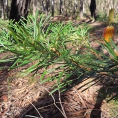 Banksia spinulosa var. spinulosa at Budawang, NSW - 24 May 2023 10:34 AM