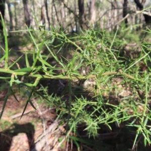 Daviesia ulicifolia at Budawang, NSW - 24 May 2023