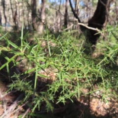 Daviesia ulicifolia at Budawang, NSW - 24 May 2023