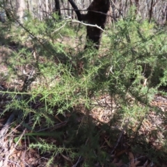 Daviesia ulicifolia at Budawang, NSW - 24 May 2023