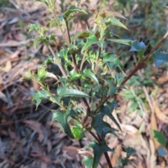 Podolobium ilicifolium (Prickly Shaggy-pea) at Budawang, NSW - 24 May 2023 by MatthewFrawley