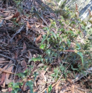 Podolobium ilicifolium at Budawang, NSW - 24 May 2023