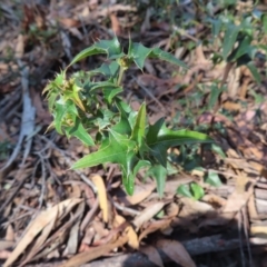 Podolobium ilicifolium (Andrews) Crisp at Budawang, NSW - 24 May 2023