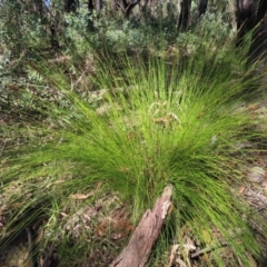 Lepidosperma urophorum (Tailed Rapier-sedge) at Budawang, NSW - 24 May 2023 by MatthewFrawley