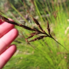 Lepidosperma urophorum at Budawang, NSW - 24 May 2023 10:41 AM