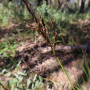 Lepidosperma urophorum at Budawang, NSW - 24 May 2023