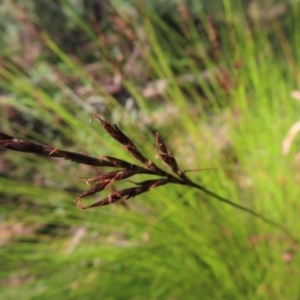 Lepidosperma urophorum at Budawang, NSW - 24 May 2023 10:41 AM