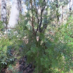 Persoonia juniperina (Prickly Geebung) at Budawang, NSW - 24 May 2023 by MatthewFrawley