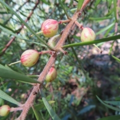 Persoonia juniperina at Budawang, NSW - 24 May 2023