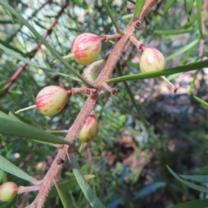 Persoonia juniperina at Budawang, NSW - 24 May 2023