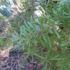 Persoonia juniperina at Budawang, NSW - 24 May 2023