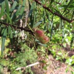 Persoonia juniperina at Budawang, NSW - 24 May 2023