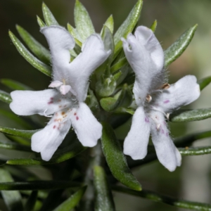Westringia fruticosa at Bournda, NSW - 2 Mar 2023