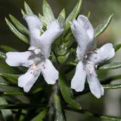Westringia fruticosa (Native Rosemary) at Bournda, NSW - 2 Mar 2023 by Steve63