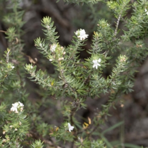 Westringia fruticosa at Bournda, NSW - 2 Mar 2023