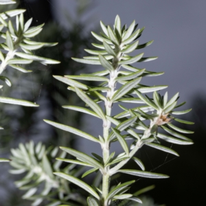 Westringia fruticosa at Bournda, NSW - 2 Mar 2023