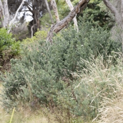 Westringia fruticosa at Bournda, NSW - 2 Mar 2023