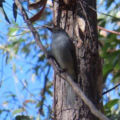 Colluricincla harmonica (Grey Shrikethrush) at Budawang, NSW - 24 May 2023 by MatthewFrawley