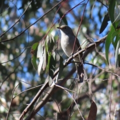 Colluricincla harmonica at Budawang, NSW - 24 May 2023