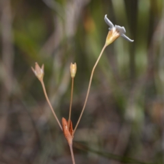 Mitrasacme polymorpha at Green Cape, NSW - 3 Mar 2023