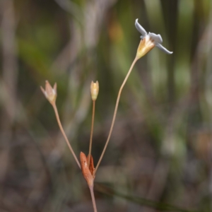 Mitrasacme polymorpha at Green Cape, NSW - 3 Mar 2023