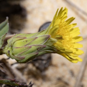 Actites megalocarpus at Bournda, NSW - 3 Mar 2023