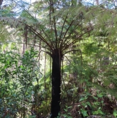 Cyathea australis subsp. australis (Rough Tree Fern) at QPRC LGA - 24 May 2023 by MatthewFrawley