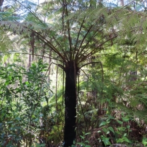 Cyathea australis subsp. australis at Budawang, NSW - 24 May 2023