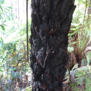 Cyathea australis subsp. australis at Budawang, NSW - 24 May 2023