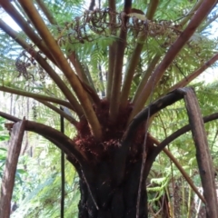 Cyathea australis subsp. australis at Budawang, NSW - 24 May 2023