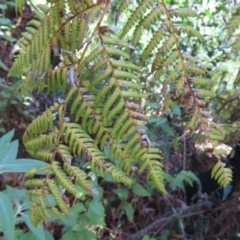 Cyathea australis subsp. australis at Budawang, NSW - 24 May 2023