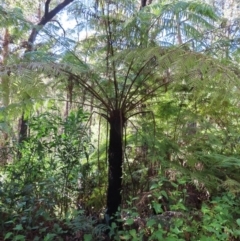 Cyathea australis subsp. australis at Budawang, NSW - 24 May 2023