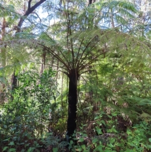 Cyathea australis subsp. australis at Budawang, NSW - 24 May 2023