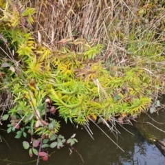 Lycopus australis (Native Gipsywort, Australian Gipsywort) at Central Molonglo - 23 May 2023 by Jiggy