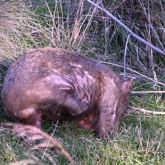 Vombatus ursinus (Common wombat, Bare-nosed Wombat) at Molonglo River Reserve - 24 May 2023 by davidcunninghamwildlife