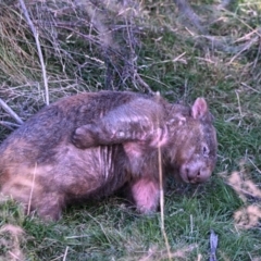 Vombatus ursinus at Molonglo Valley, ACT - 24 May 2023 04:10 PM