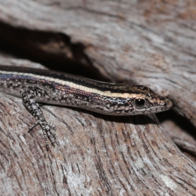 Cryptoblepharus pulcher (Fence Skink) at Capalaba, QLD - 23 Apr 2023 by TimL