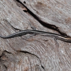 Cryptoblepharus pulcher at Capalaba, QLD - 23 Apr 2023 01:15 PM