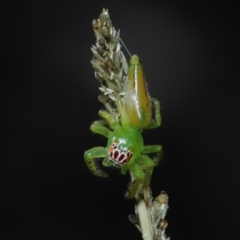 Opisthoncus sp. (genus) at Alexandra Hills, QLD - 23 Apr 2023 by TimL