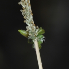 Mopsus mormon at Alexandra Hills, QLD - 23 Apr 2023 10:40 AM