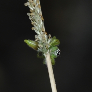 Mopsus mormon at Alexandra Hills, QLD - 23 Apr 2023 10:40 AM